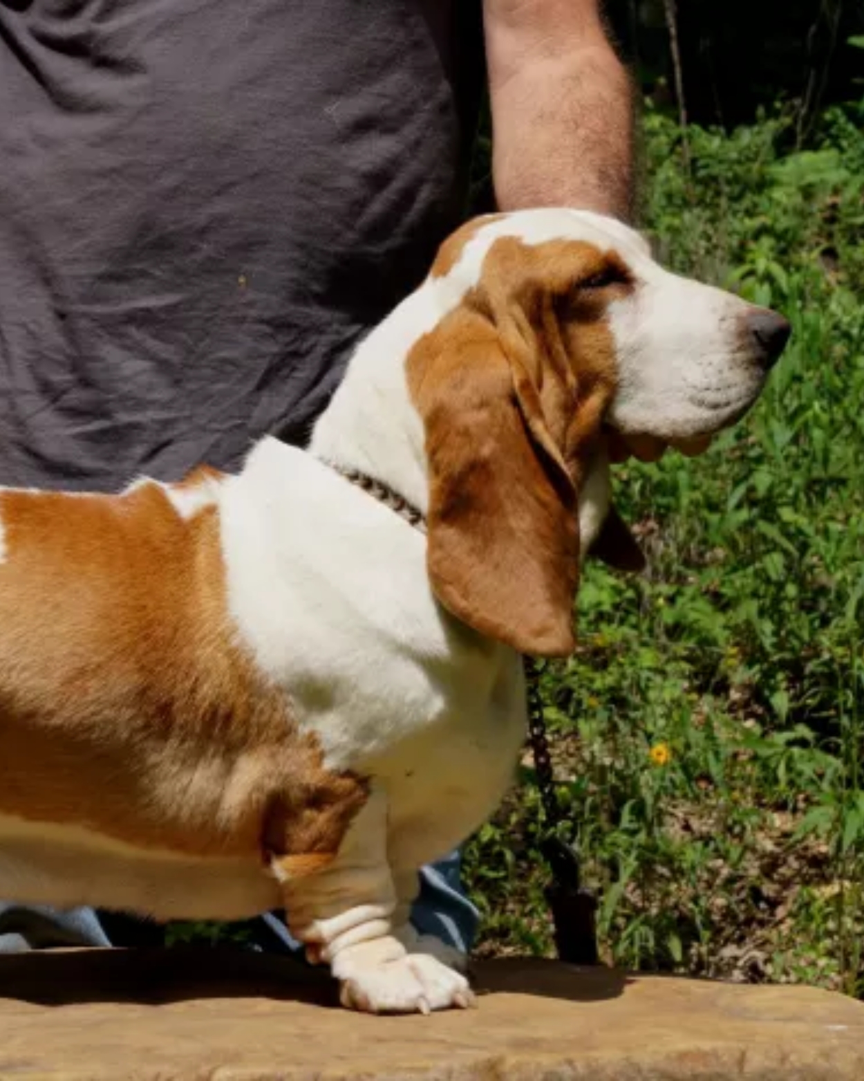 Basset Puppies - Stonewall Farm in Ava, MO