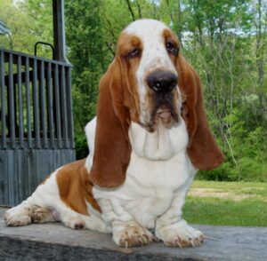 Basset Hound Studs - Stonewall Farm in Ava, MO