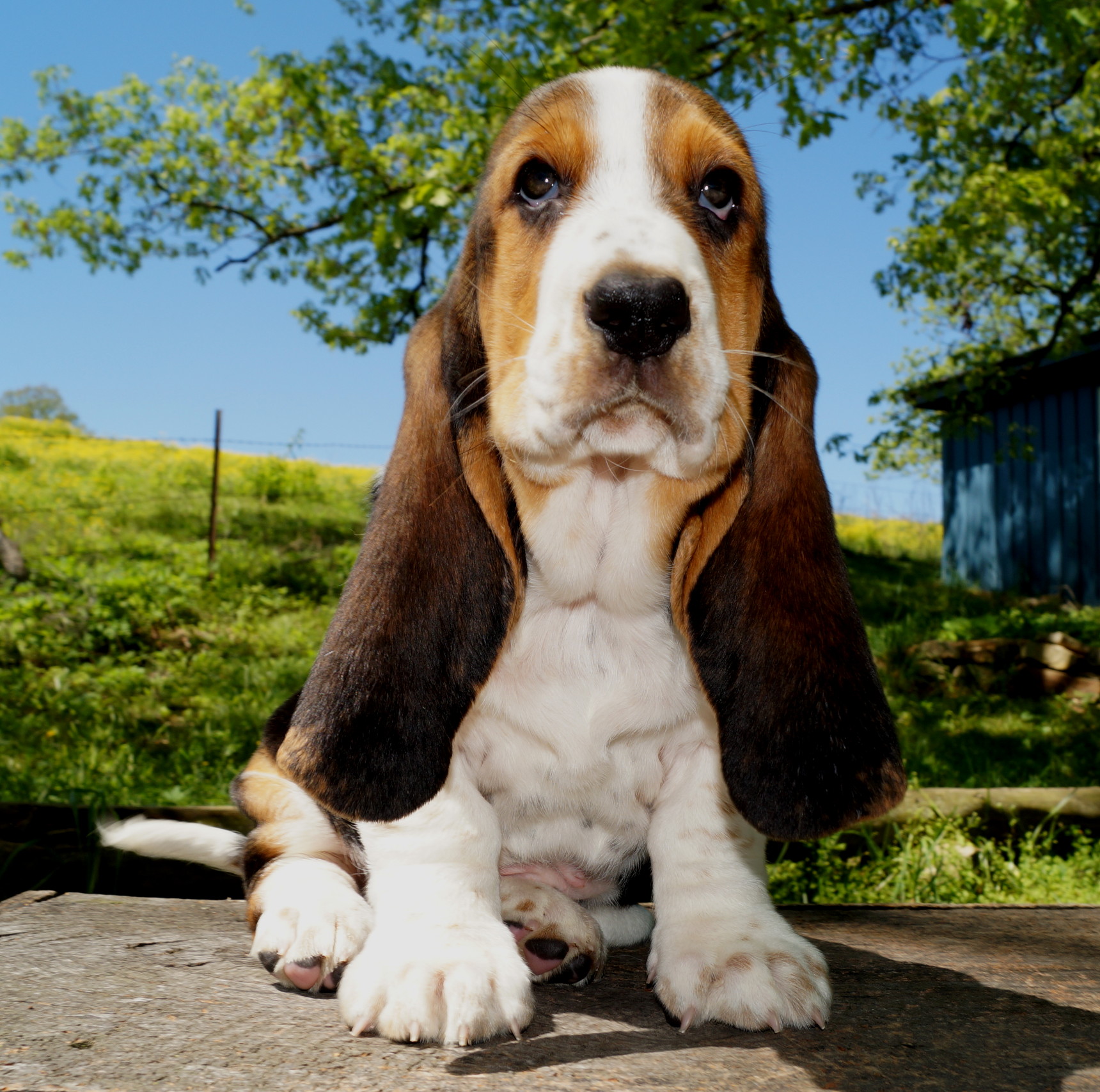 Basset Puppies - Stonewall Farm in Ava, MO