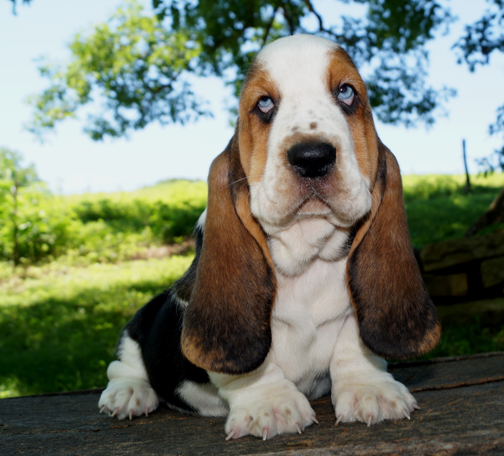 Basset Puppies Stonewall Farm in Ava MO