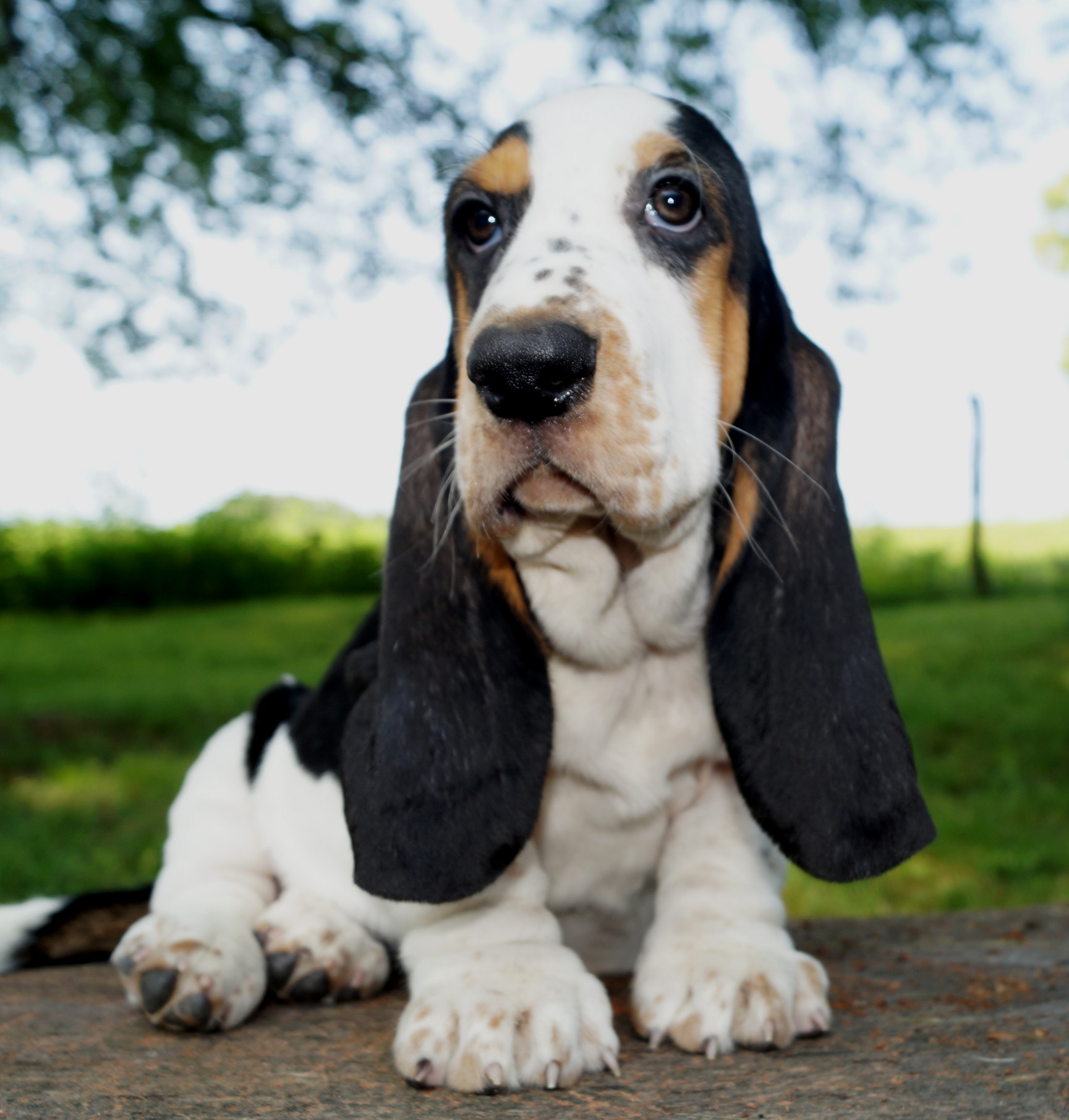 Basset Puppies Stonewall Farm in Ava MO