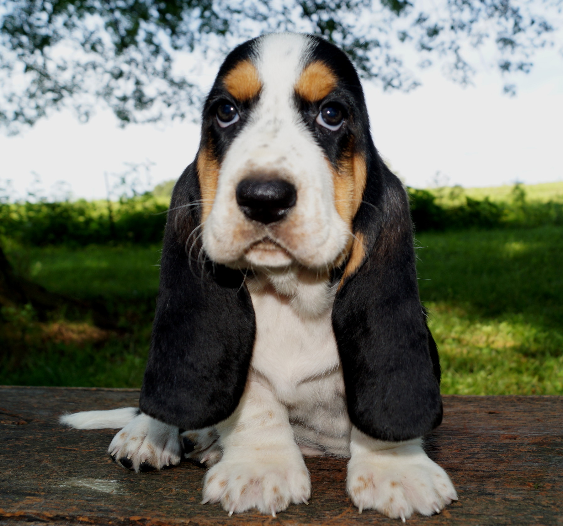 Basset Puppies Stonewall Farm in Ava MO