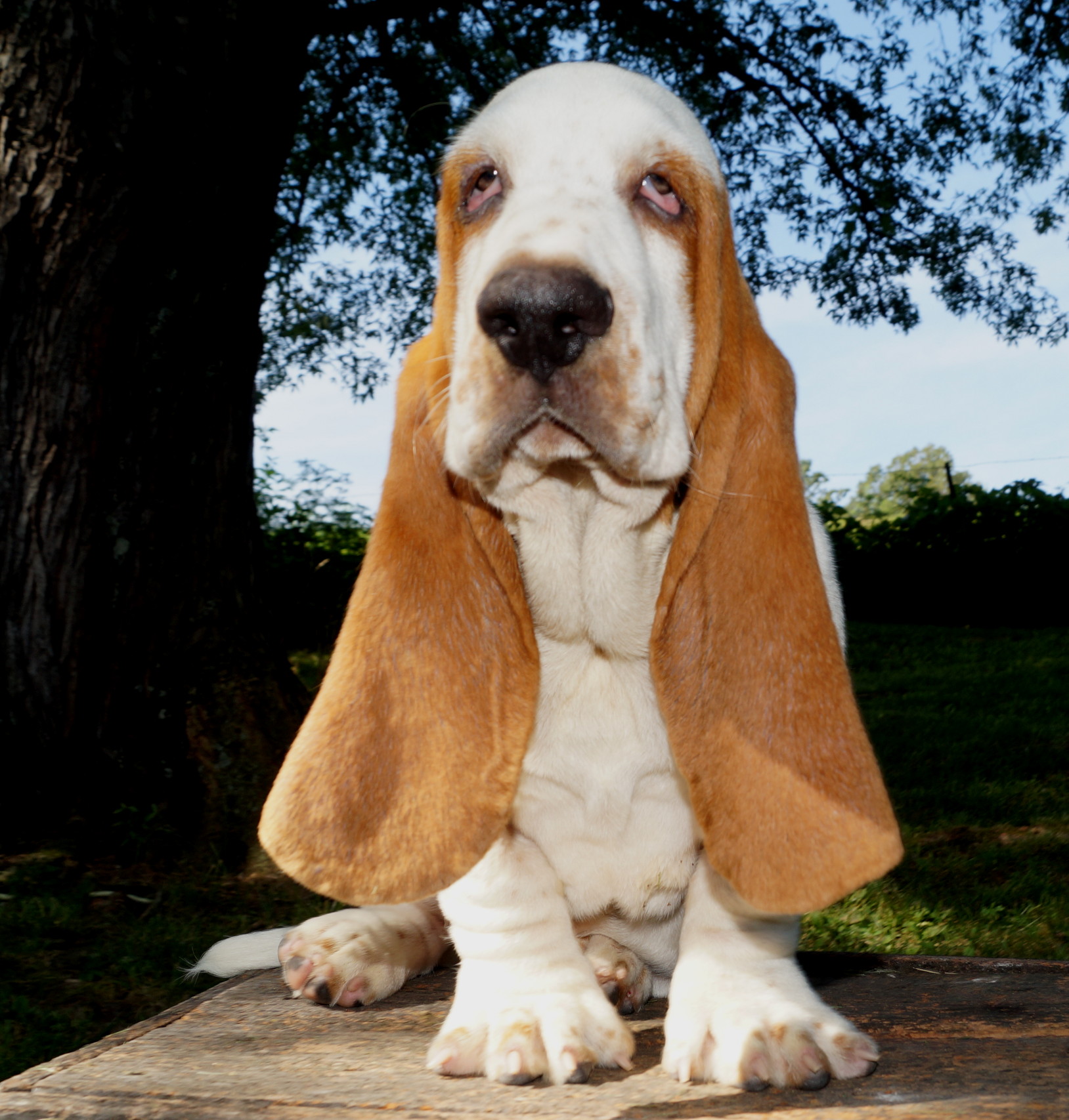Basset Puppies - Stonewall Farm in Ava, MO