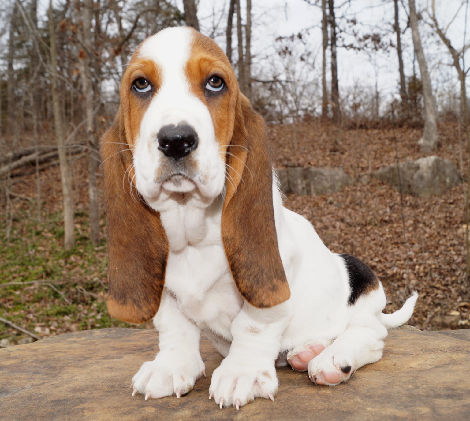 Basset Puppies Stonewall Farm in Ava MO