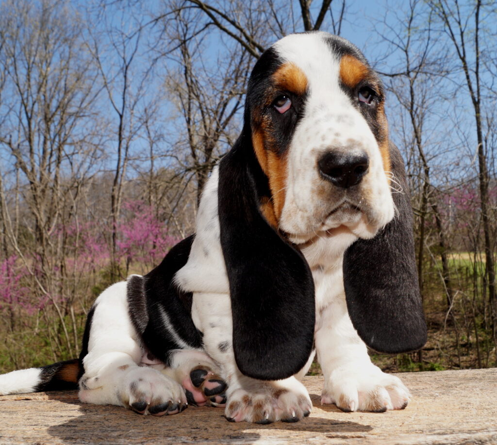 Basset Puppies 21