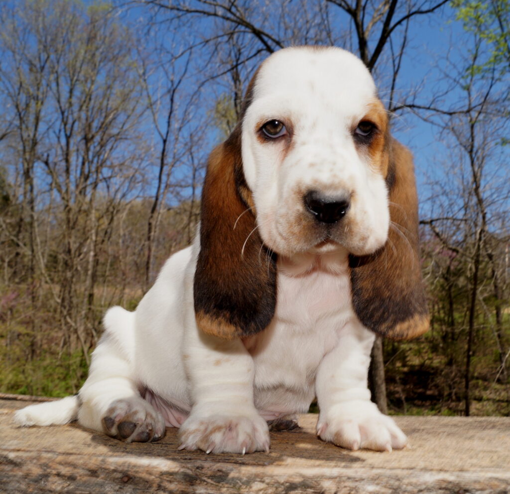 Basset Puppies 26