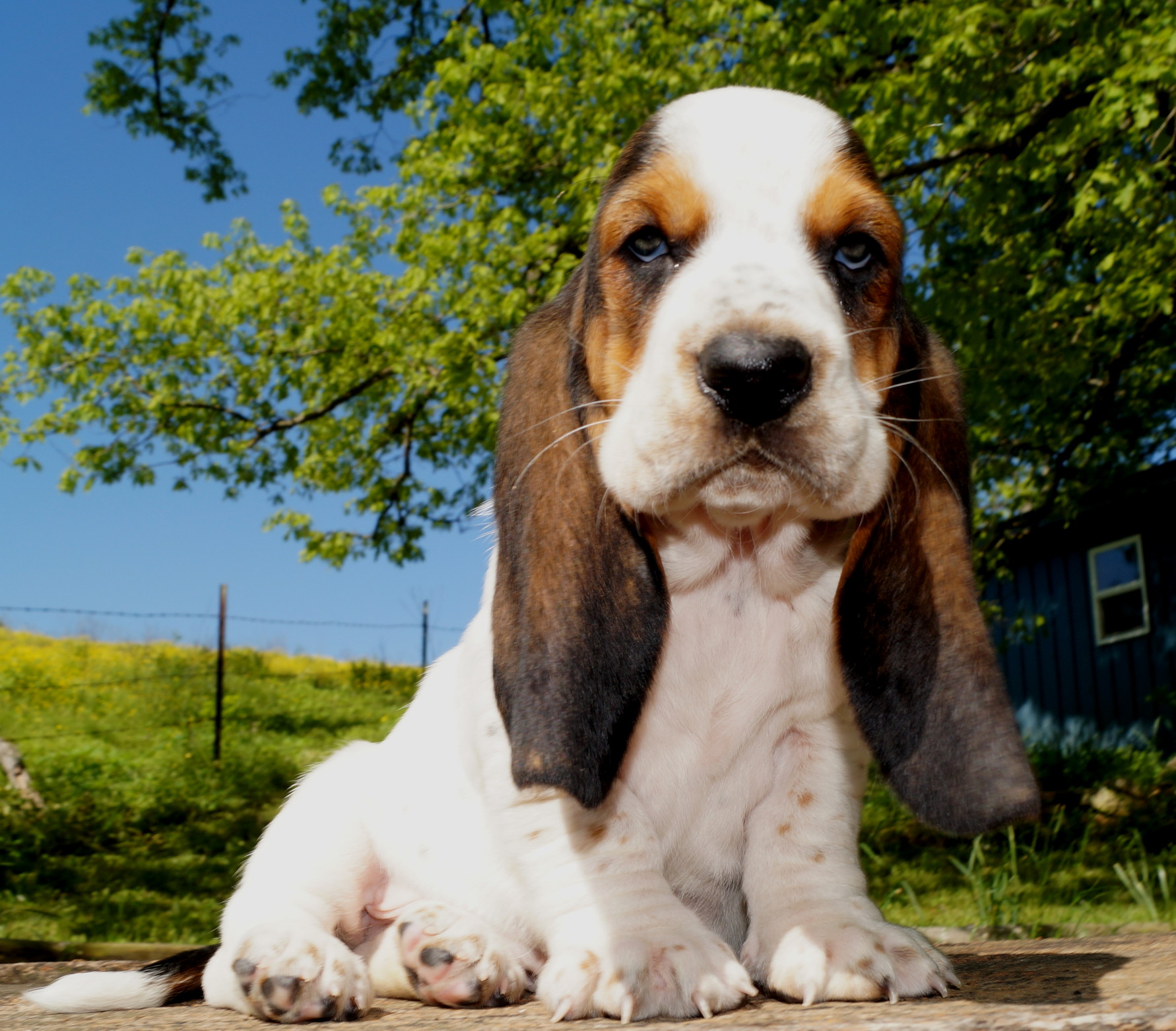 Basset Puppies Stonewall Farm in Ava MO