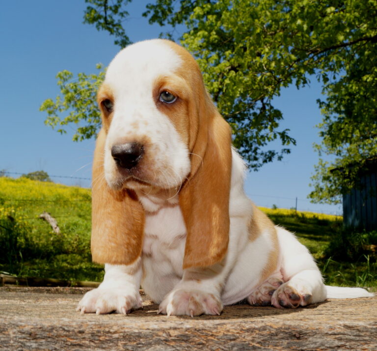 Basset Puppies Stonewall Farm in Ava MO