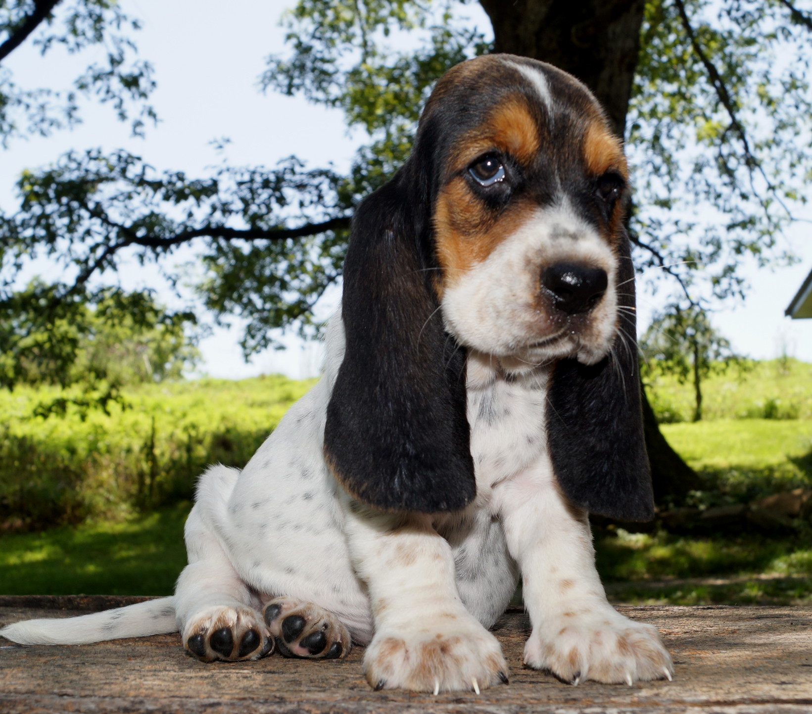 Basset Puppies 8