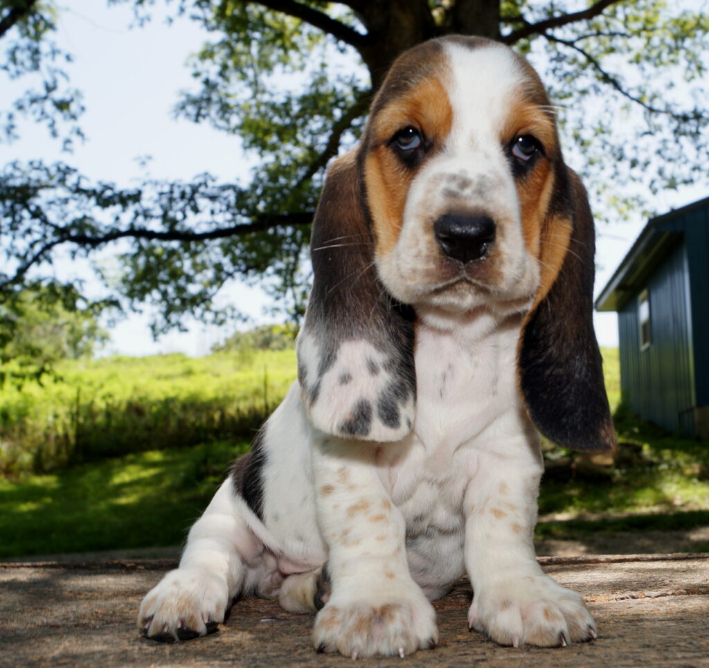 Basset Puppies 6