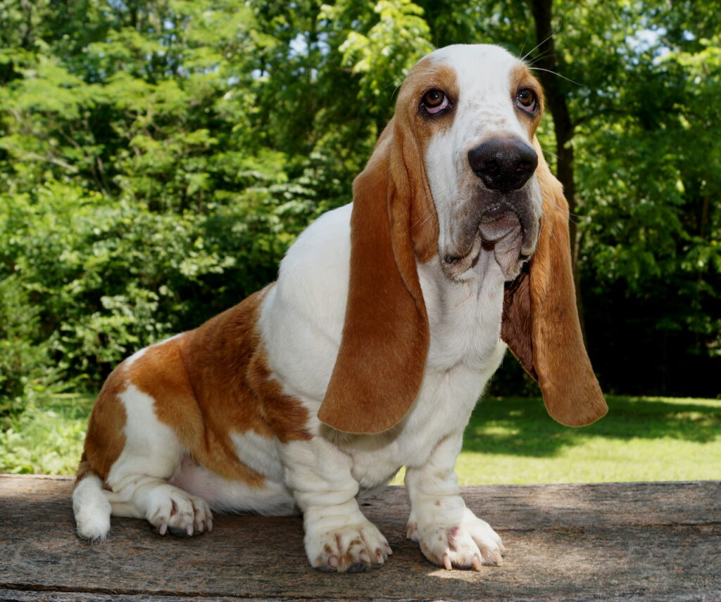 Basset Puppies 3
