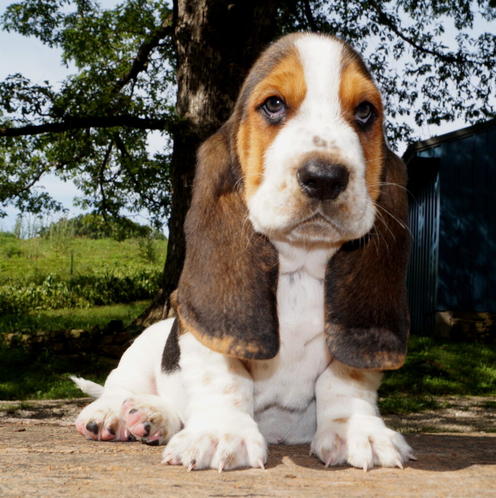 Basset Puppies 4
