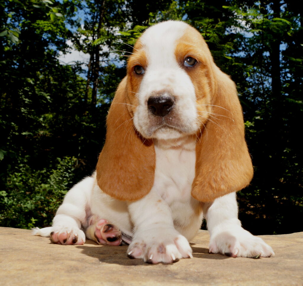 Basset Puppies 5