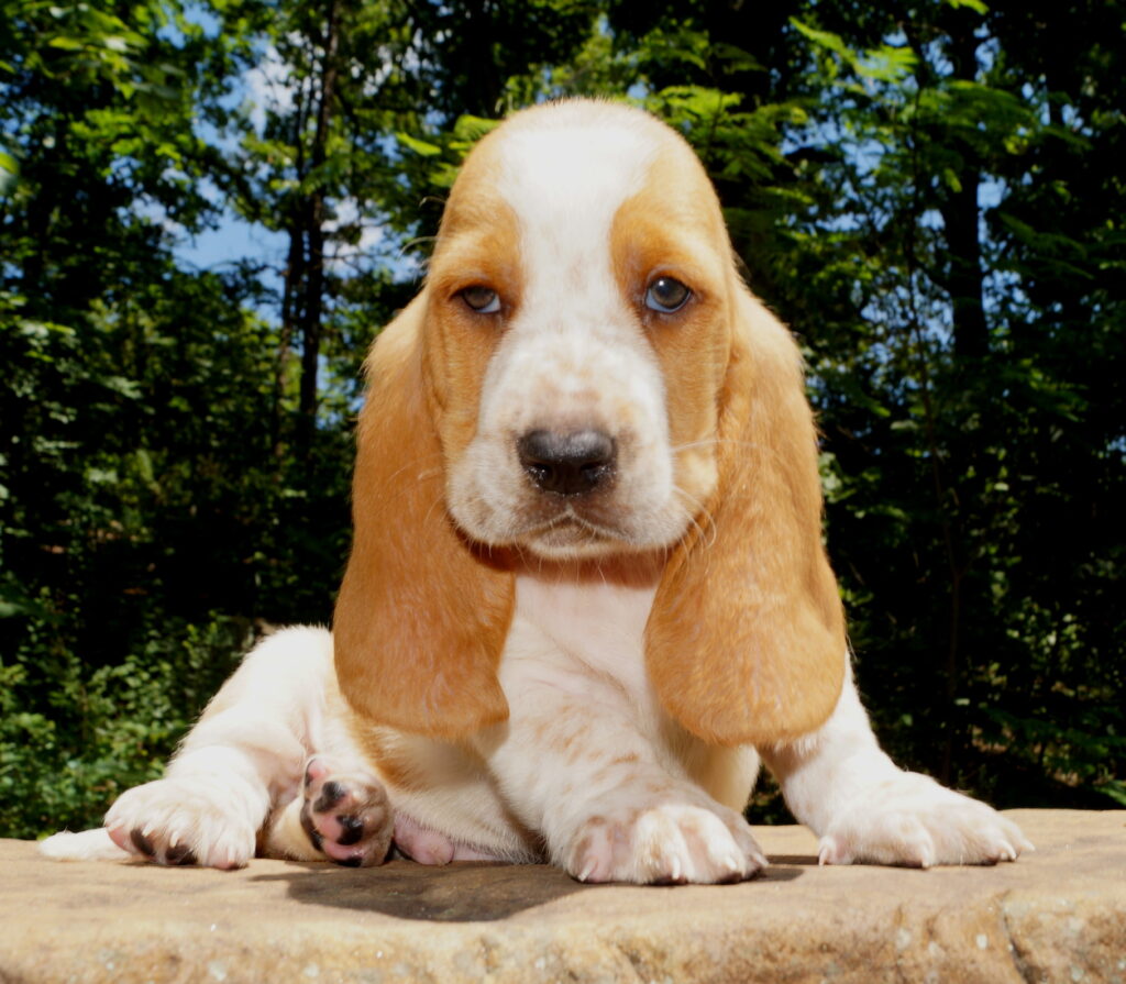 Basset Puppies 9