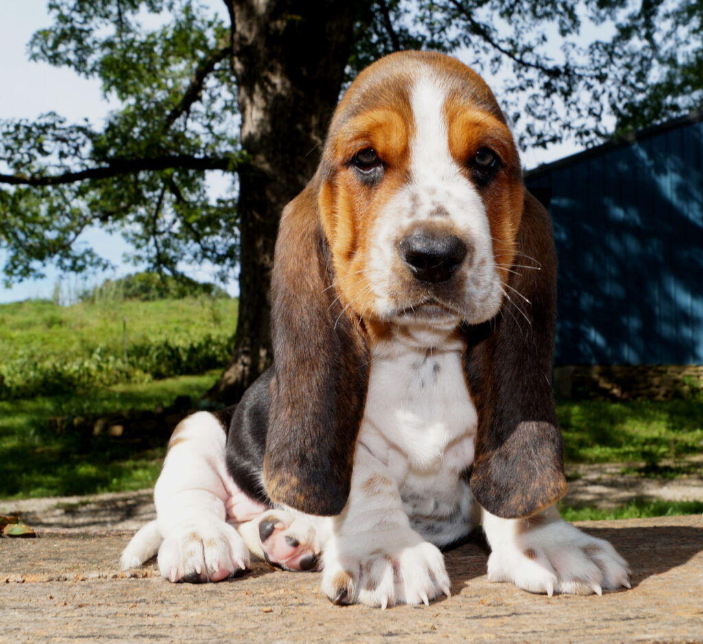 Basset Puppies 2