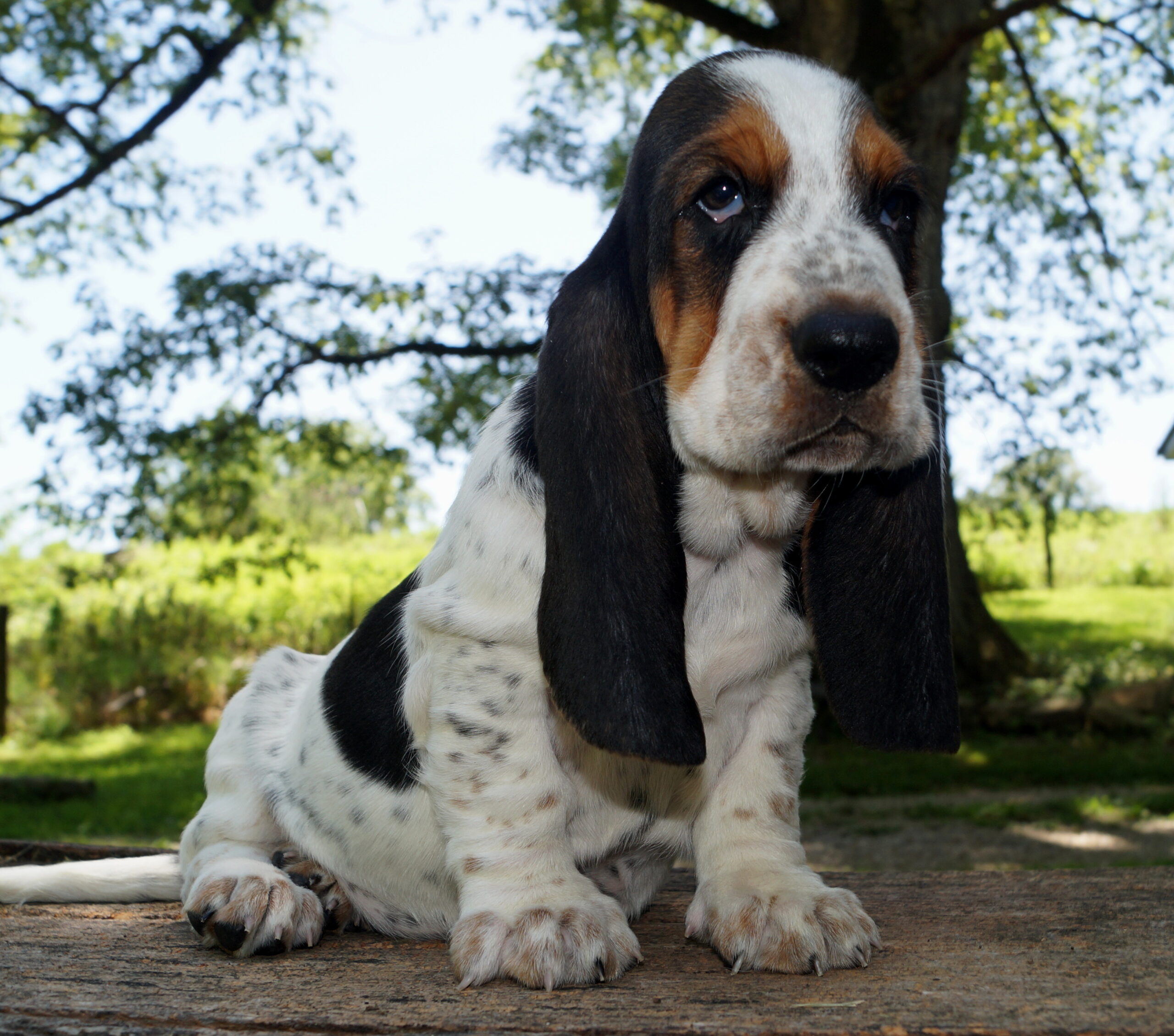 Basset Puppies 14