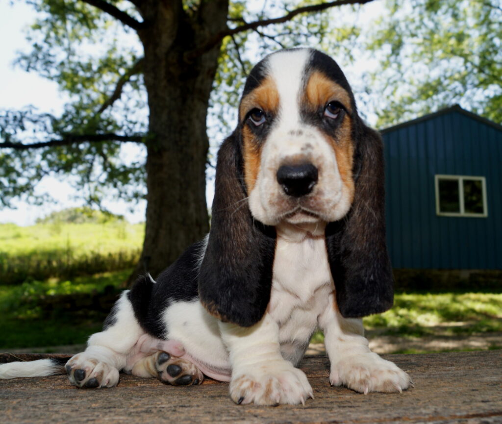 Basset Puppies 15