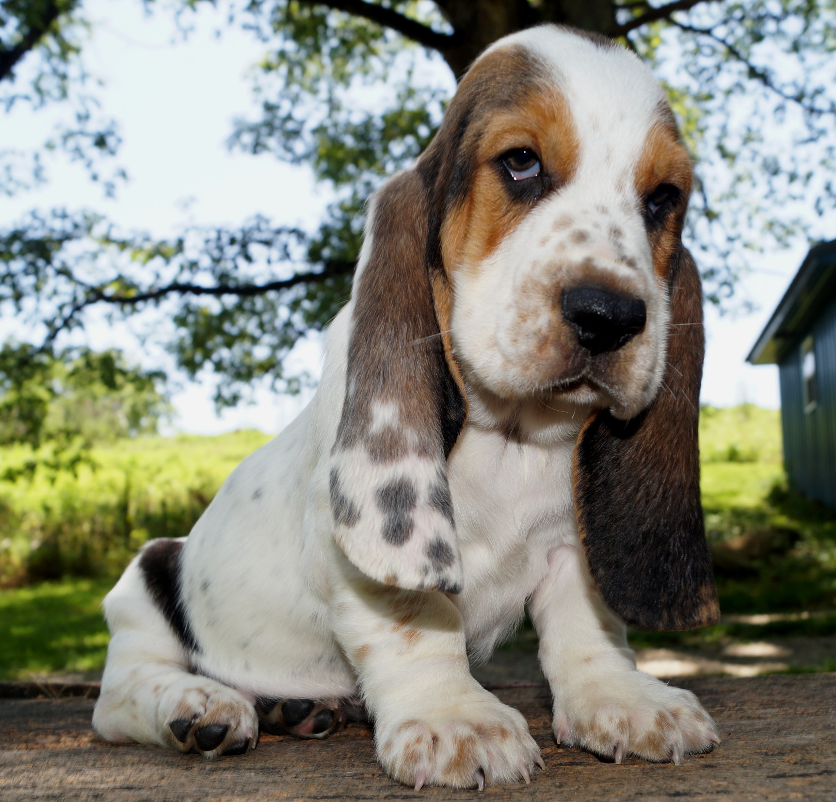Basset Puppies 11
