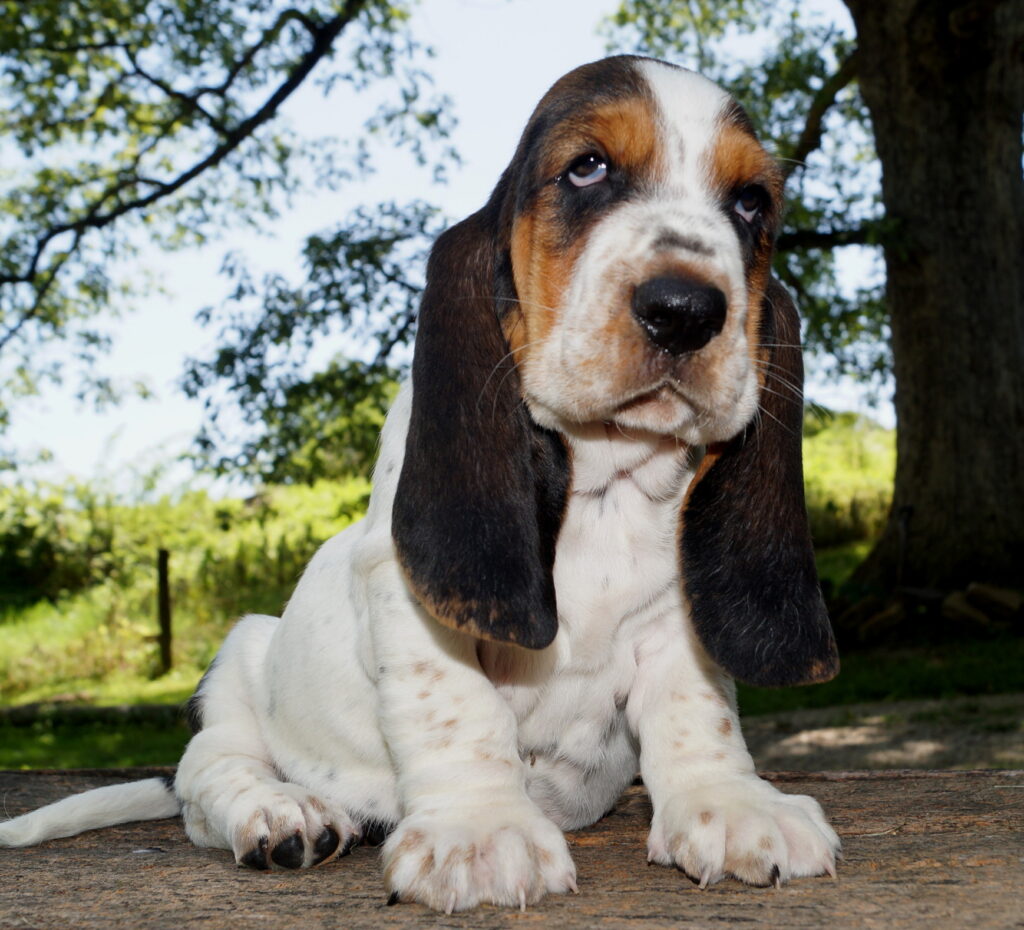 Basset Puppies 12