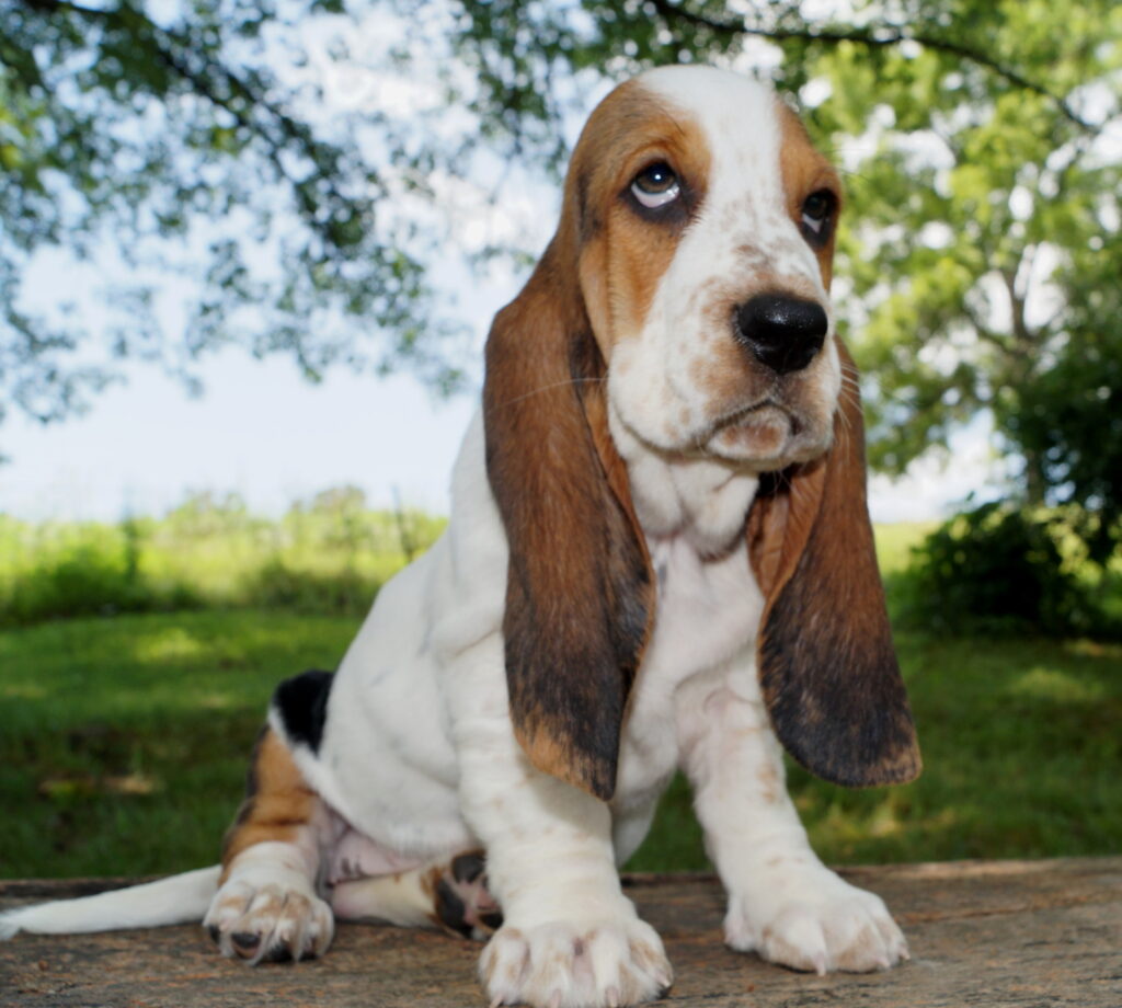 Basset Puppies 4