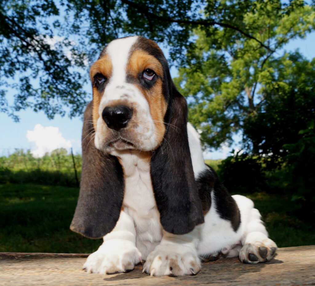 Basset Puppies 2