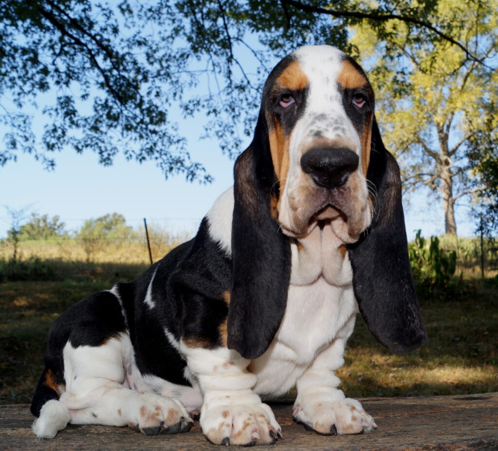Basset Puppies 3