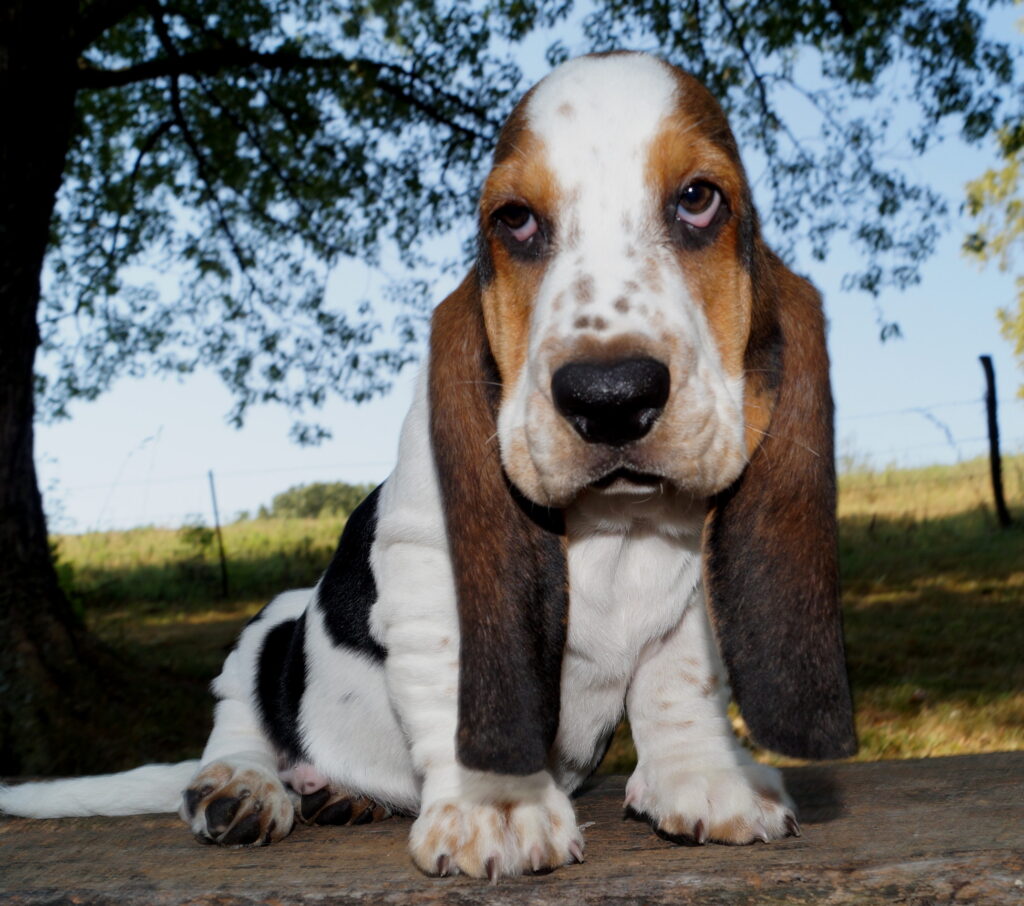 Basset Puppies 5