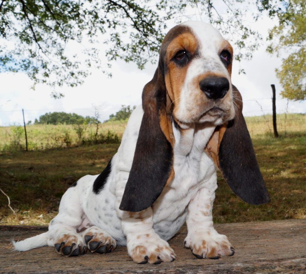 Basset Puppies 7