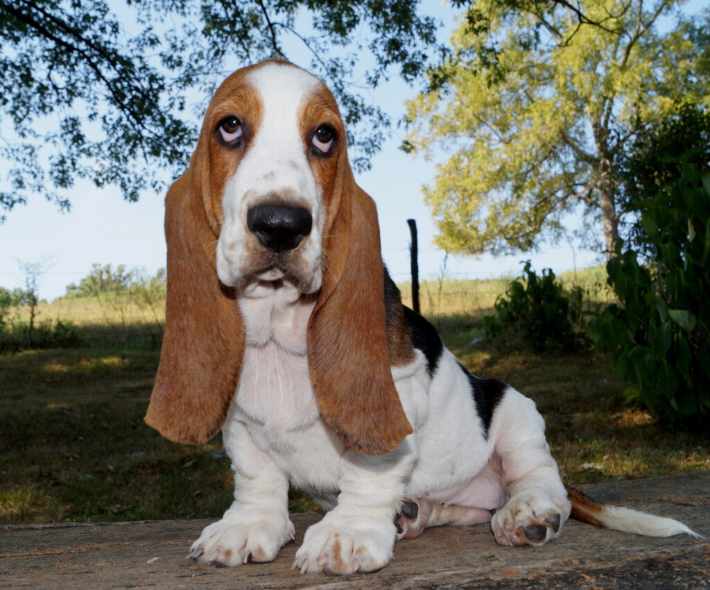 Basset Puppies 6