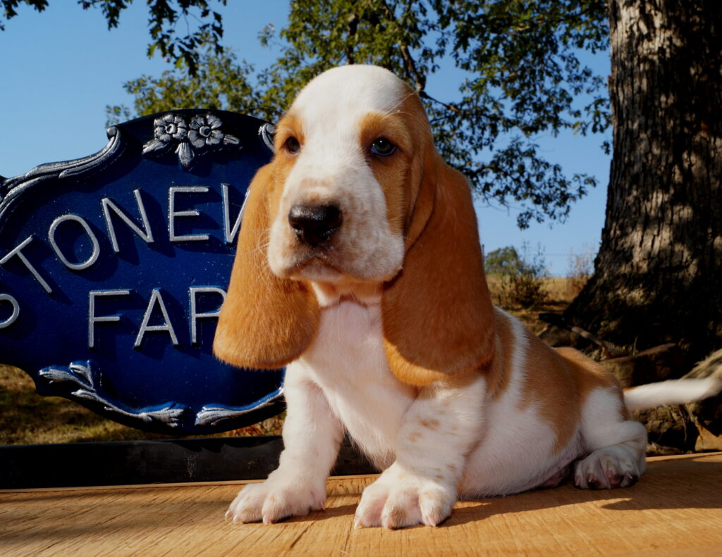 Basset Puppies 6