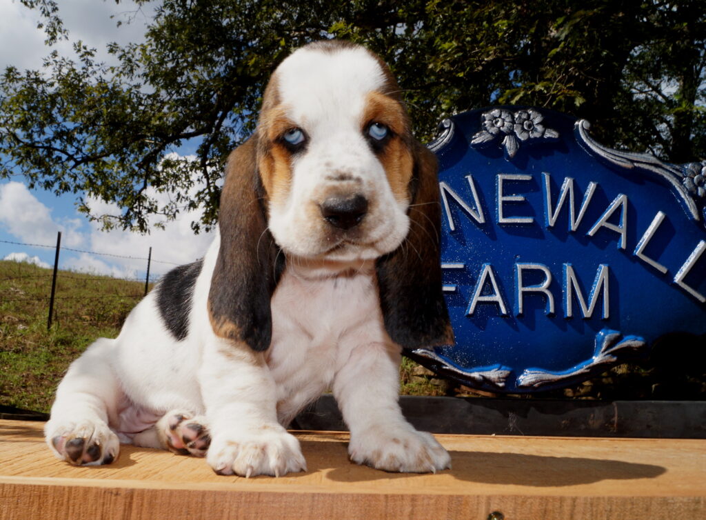 Basset Puppies 13