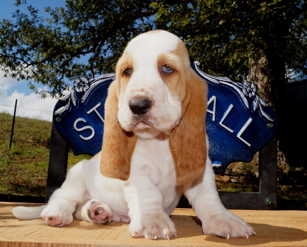 Basset Puppies 11