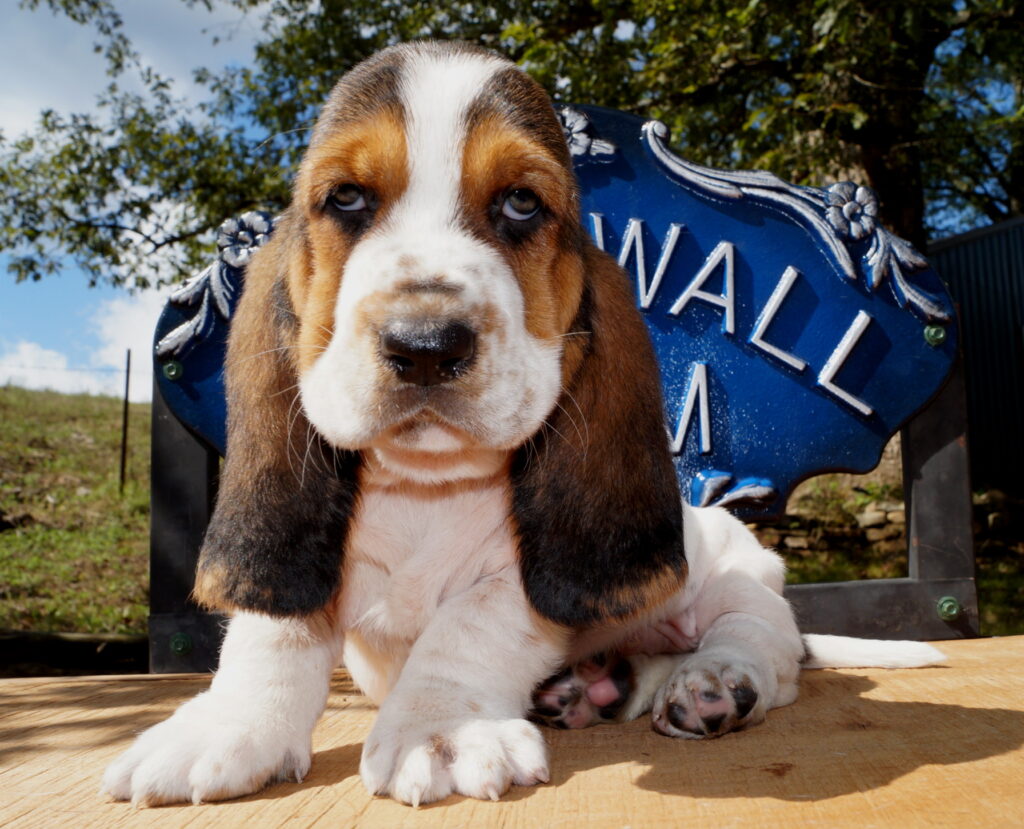 Basset Puppies 8