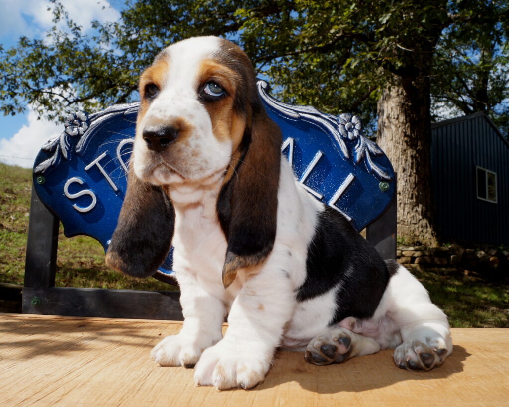 Basset Puppies 9