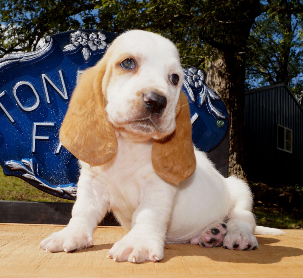 Basset Puppies 10