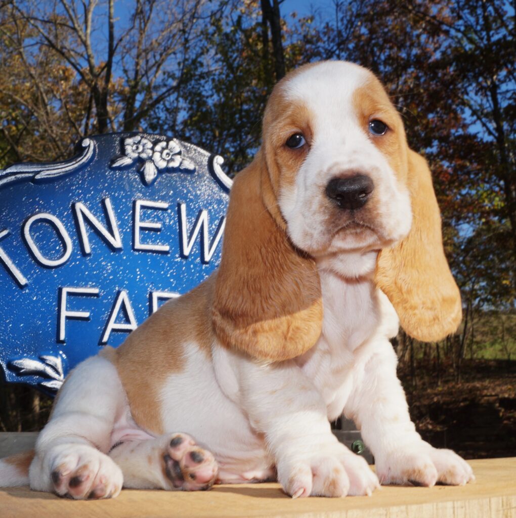 Basset Puppies 5