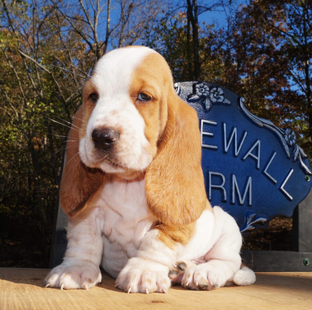 Basset Puppies 7