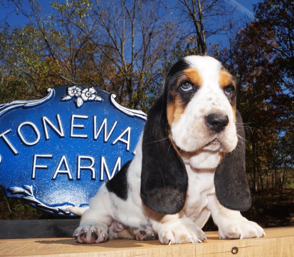 Basset Puppies 9