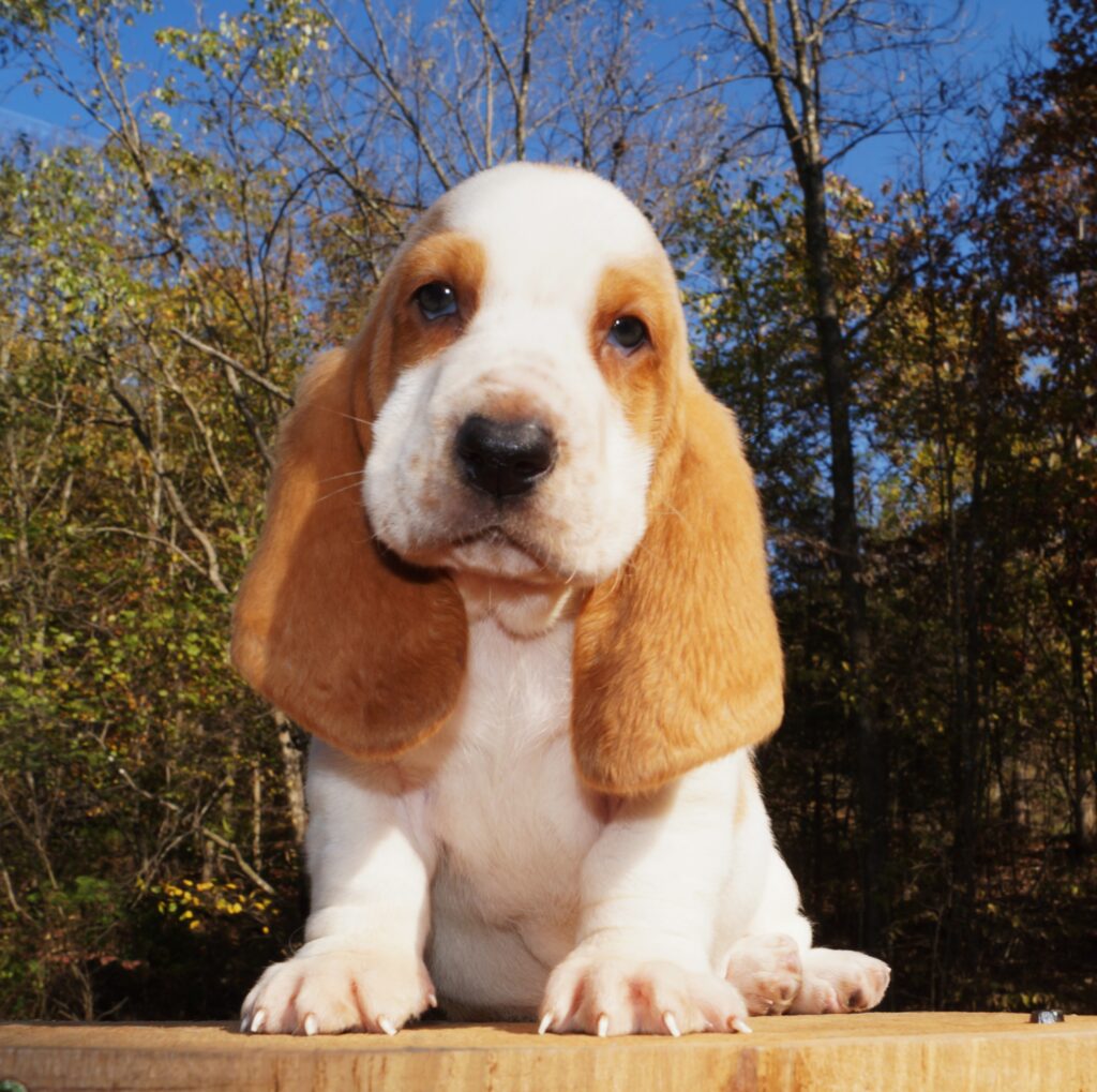 Basset Puppies 8