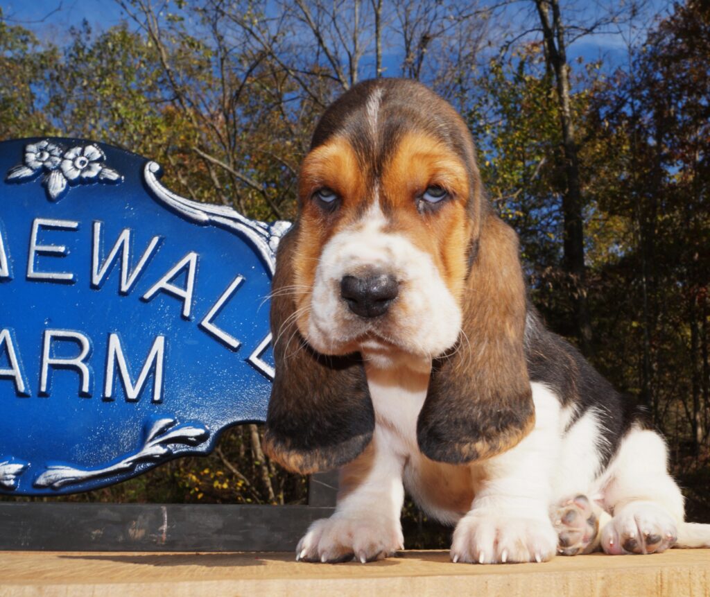 Basset Puppies 10