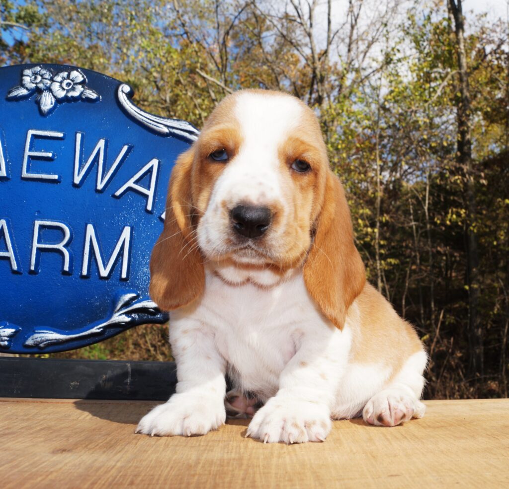 Basset Puppies 13