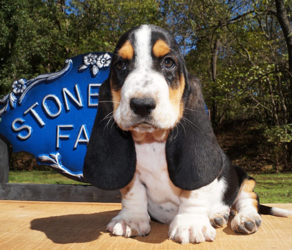 Basset Puppies 5