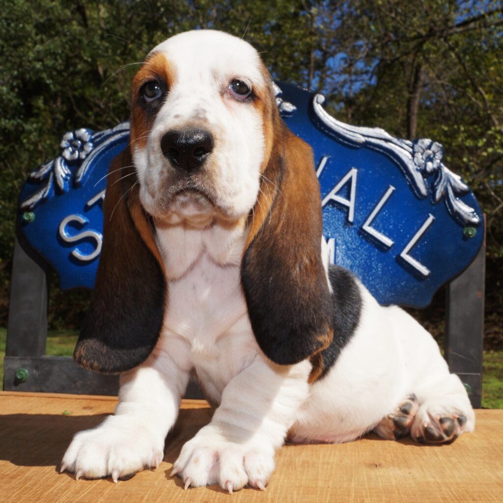 Basset Puppies 12