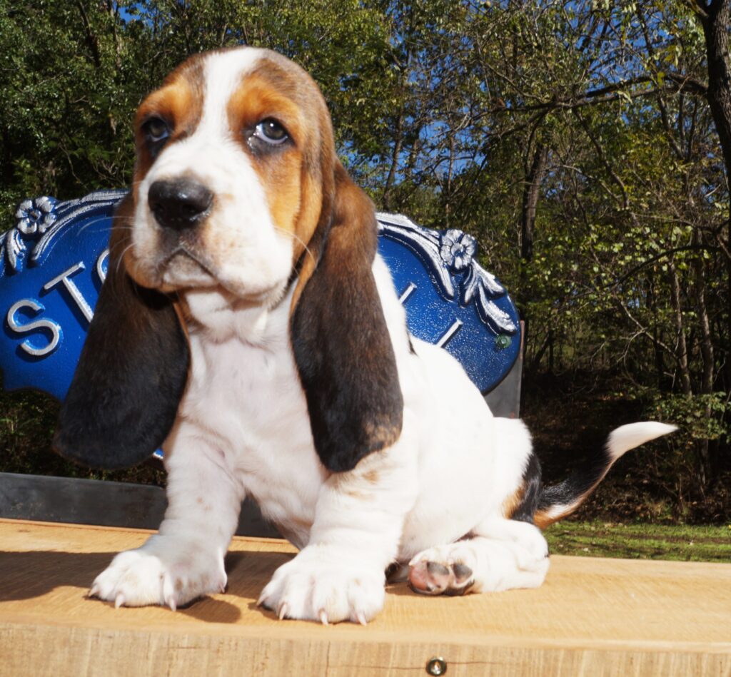 Basset Puppies 3