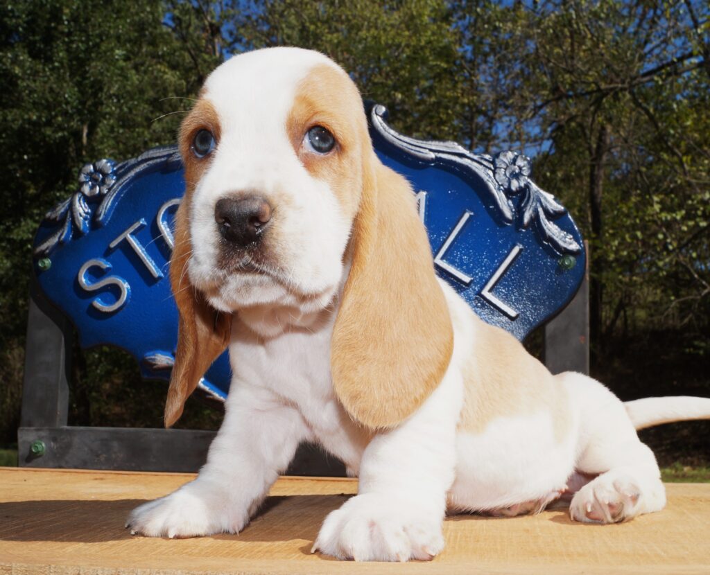 Basset Puppies 4