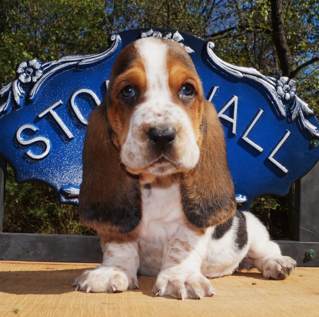 Basset Puppies 7