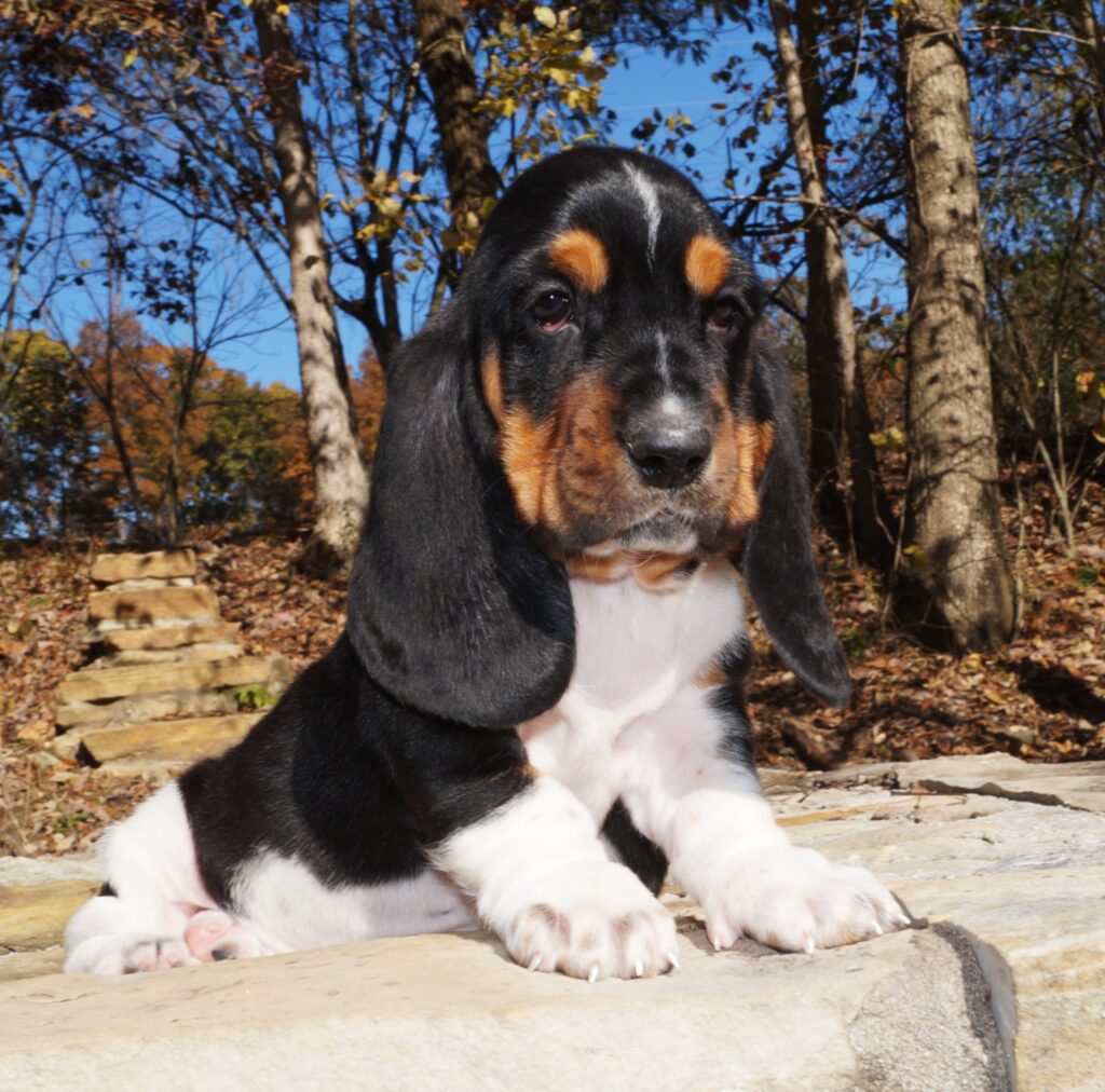 Basset Puppies 14