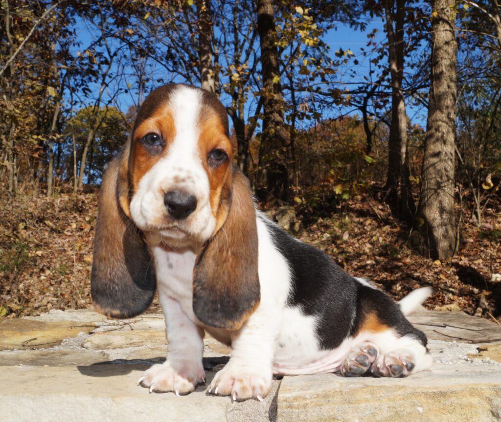 Basset Puppies 15