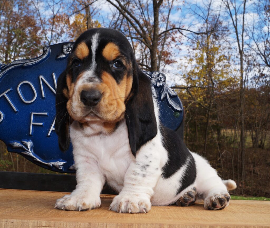 Basset Puppies 6