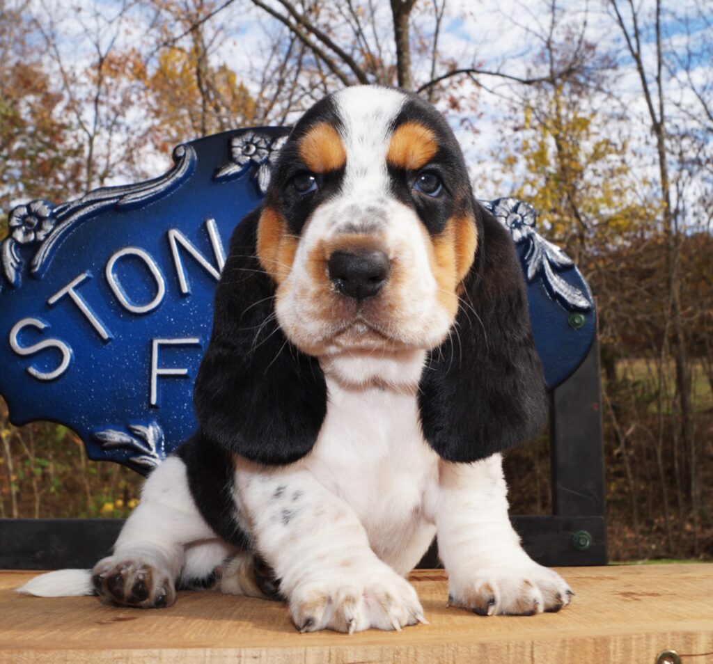 Basset Puppies 17